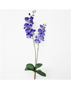 Орхидея фаленопсис с листьями KR_800 90 см Конэко-о