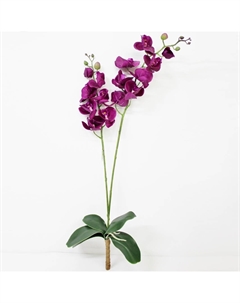 Орхидея фаленопсис с листьями KR_884 90 см Конэко-о