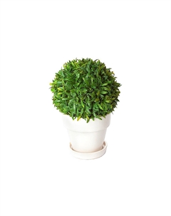 Цветы в кашпо 23052008 Конэко-о