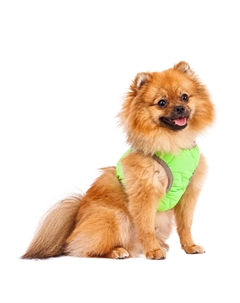 Шлейка зеленая со светоотражающей лентой XS Rurri