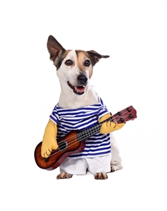 Костюм для собак Морячок с гитарой XL синий (унисекс) Rurri