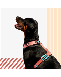 Шлейка для собак Easy Fit Wide, объем груди 85-120 см, ширина ремешка 3,8 см, априкот Rungo