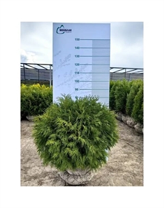 Туя западная Вудварди ø40 h60 - 80 см Без бренда