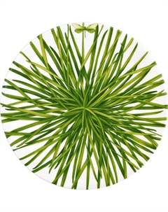 Сервировочное блюдо Life In Green 12-13-6 Taitu