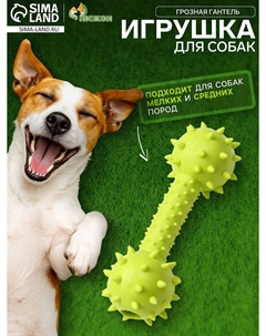 Игрушка жевательная Пижон