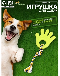 Игрушка жевательная с канатом для собак Пижон