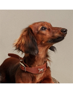 Ошейник кожаный Империал для собак, обхват шеи 25-31 см, ширина 15-30 мм, коричневый Rurri