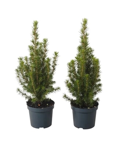 Ель Глаука Коника ø9 h30 см Без бренда