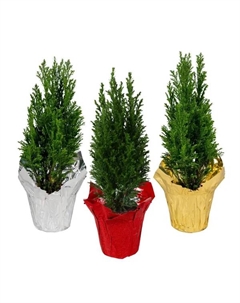 Кипарисовик Элвуди в подарочной упаковке ø9 h35 см Без бренда