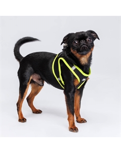 Шлейка-жилетка для собак Air, обхват груди 35-40 см, лента 15 мм, желтая Rungo