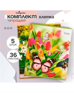 Набор тетрадей 36 листов в клетку Calligrata