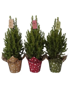 Ель Глаука Коника ø15 h58 см (506) Без бренда