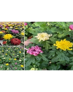 Хризантема крупноголовая микс ø14 h15 - 30 см Без бренда