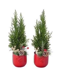 Кипарисовик Элвуда ø9 h35 см Без бренда