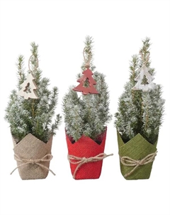 Ель Глаука Коника ø9 h30 см (325) Без бренда