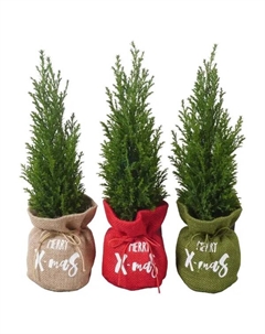 Кипарисовик Элвуда ø9 h35 см (137) Без бренда