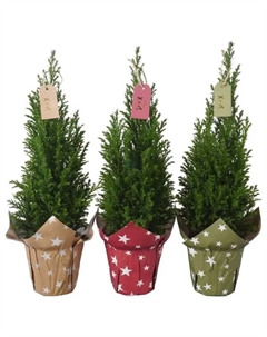 Кипарисовик Элвуда ø9 h35 см (115) Без бренда