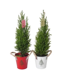 Кипарисовик Элвуда с декором ø9 h35 см Без бренда