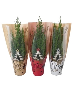 Кипарисовик Элвуда 105 ø9 h35 см Без бренда