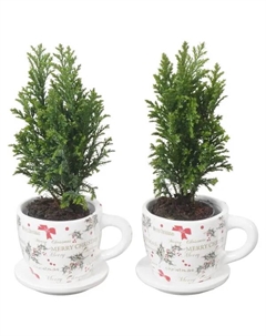 Кипарисовик Элвуда ø9 h35 см (147) Без бренда