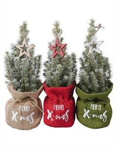 Ель Глаука Коника ø9 h30 см (339) Без бренда