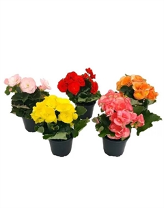 Бегония Элатиор микс ø14 h35 см Без бренда