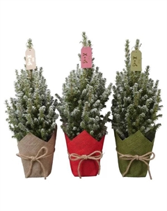 Ель Глаука Коника ø15 h58 см Без бренда