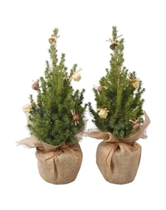 Ель Глаука Коника ø13 h45 см (417) Без бренда