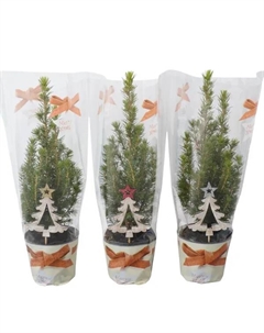 Ель Глаука Коника с декором ø9 h30 см Без бренда