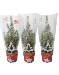 Ель Глаука Коника 304 ø9 h30 см Без бренда