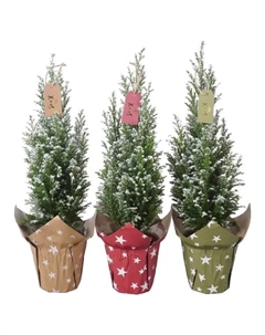 Кипарисовик Элвуда ø9 h35 см (116) Без бренда