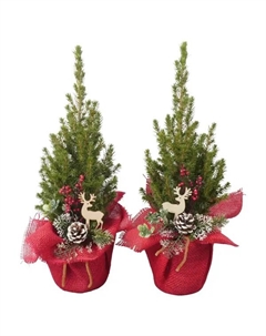 Ель Глаука Коника ø13 h45 см (427) Без бренда