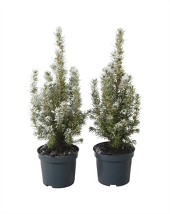 Ель Глаука Коника 302 ø9 h30 см Без бренда