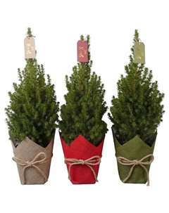 Ель Глаука Коника ø15 h58 см (510) Без бренда