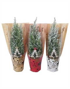 Кипарисовик Элвуда 106 ø9 h35 см Без бренда