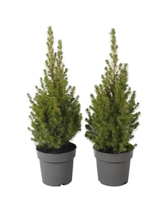 Ель Глаука Коника H45 ø13 h45 см Без бренда