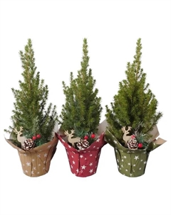 Ель Глаука Коника ø13 h45 см (413) Без бренда