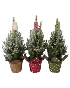 Ель Глаука Коника ø15 h58 см (507) Без бренда