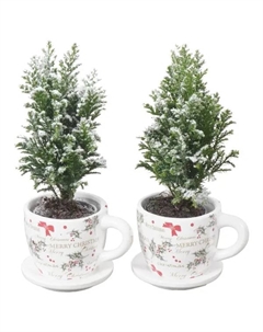 Кипарисовик Элвуда ø9 h35 см (148) Без бренда