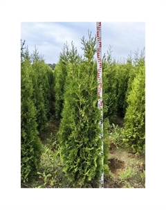 Туя западная Кинг Оф Брабант ø50 h160 - 180 см Без бренда