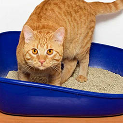 Кот и его лоток: советы хозяевам питомцев, у которых проблемы с туалетом